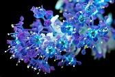 Amazing Photos Capture How Flowers Look Under Ultraviolet Light | HuffPost