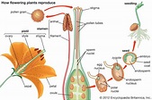 Ovary | Botany, Definition, & Structure | Britannica