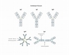 Monoklonale Antikörper: Bedeutung, Herstellungs, Vorteile - anvajo