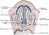 Vomeronasal organ - Wikipedia