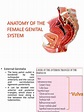 Anatomy Ppt | Uterus | Vagina