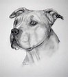 10+ Pitbull Terrier Dibujo