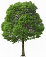 Tree HD PNG Transparent Tree HD.PNG Images. | PlusPNG