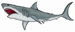 Gran tiburón blanco | Vector Premium