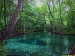 Unknown spring | Florida travel, Florida springs, Holiday travel
