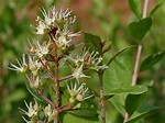 Henna (Lawsonia inermis) Plant- Buy Online in United Arab Emirates at ...