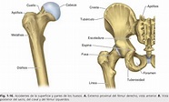 Morfofisiologia : Generalidades De Osteología