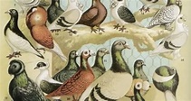 Querido Bestiário: Darwin - Selecção Artificial de Pombos