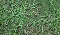 Crabgrass - Digitaria sanguinalis | S&E Wards Landscape Management