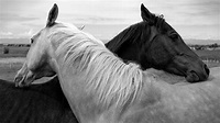 Black and White Horse Wallpapers - Top Free Black and White Horse ...