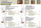 Seitengänge - Übersicht von Dr. Thomas Ritter | Reiten, Richtig reiten ...