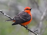 Vermilion Flycatcher | Celebrate Urban Birds