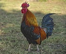 When Do Roosters Start Crowing — Brimwood Farm
