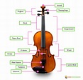 Parts of a Violin - A Simple Guide to What Each Piece Does - Zing ...
