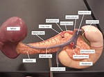 TIEU 0442 - Celiac artery - Wikipedia | Arteries anatomy, Celiac artery ...