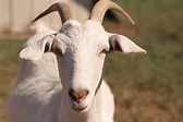 File:Goat face.jpg - Wikimedia Commons