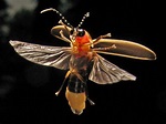 Are Firefly Populations Disappearing?