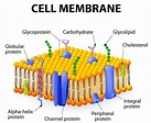 Cell Organelles - BIOLOGY JUNCTION