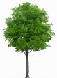 Tree PNG Transparent Tree.PNG Images. | PlusPNG