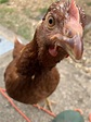 Lovely little pecker : r/BackYardChickens