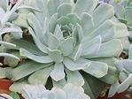 Echeveria runyonii | World of Succulents