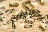Yellow Jackets: Highly Social Little Stingers | College of Sciences ...