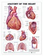 Reference Chart - Anatomy of the Heart - Biologyproducts.com