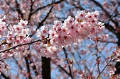 Cherry blossoms in Japan, a national treasure!