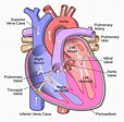 12+ Heart Interior Anatomy Diagram | Robhosking Diagram