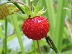 Wild Strawberries | KRCU