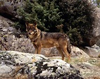 male iberian wolf jcblanco | International Wolf Center