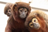 Titi Monkey - Profile | Facts | Size | Baby | Diet - Primates Park