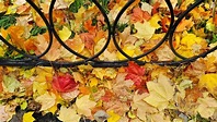 Bright Autumn Fallen Maple Leaves On Green Grass With Cast Iron Fence ...