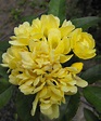 YELLOW BANKSIA ROSE – Rosa banksiae lutea 125mm pot | Weslor Flowers ...