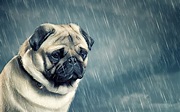 Fotos von Welpe Bulldogge Hunde Traurig Regen Tiere 3840x2400