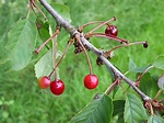 How to Identify a Wild Cherry Tree | A Guide from TCV