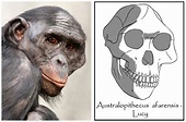 Australopitecus afarensis - female (Lucy) by babanovac0232 on DeviantArt