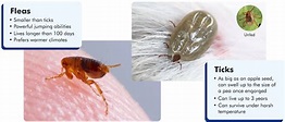 Dealing With Fleas & Ticks On Your Pets - All That You Need To Know ...