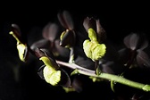 La leyenda de las orquídeas negras: conoce el verdadero significado de ...