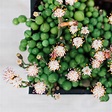 String of Pearls Ultimate Care Guide (and how not to kill them ...