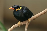 Mynah-Java-Hill - Bird Breeds Central