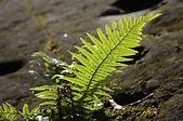 Killarney National Park - Fern | South-West | Pictures | Ireland in ...