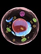 Cell Organelles In Function
