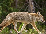 Killing Coyotes Is Not As Effective As Once Thought, Researchers Say ...