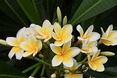 Hawaiian Flower Identification for Beginners • Earthpedia • Earth.com