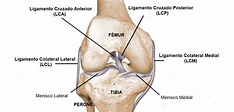 Esguinces de rodilla: Qué es, causas, síntomas, tratamiento y consejos ...