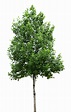 Free Tree PNG Transparent Images, Download Free Tree PNG Transparent ...