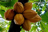 Cacao analysis dates domesticated chocolate trees back 3,600 years ...