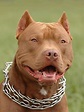 Pitbull Red Nose Dog Portrait Photograph by Waldek Dabrowski