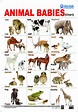 Baby Animals Chart For Kids - bmp-power